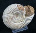 Perisphinctes Ammonite - Jurassic #7374-1